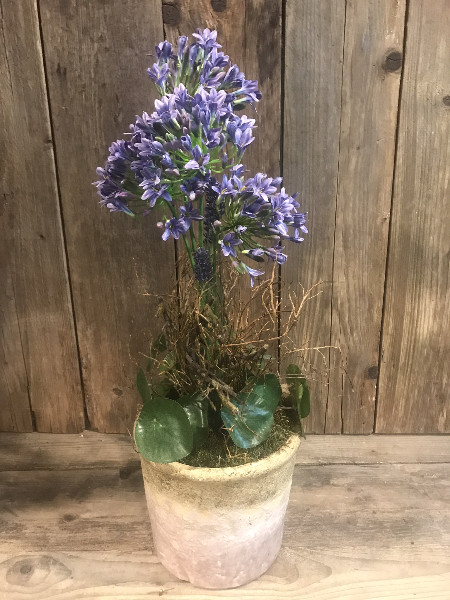 Agapanthus, Pilea peperomioides in pot