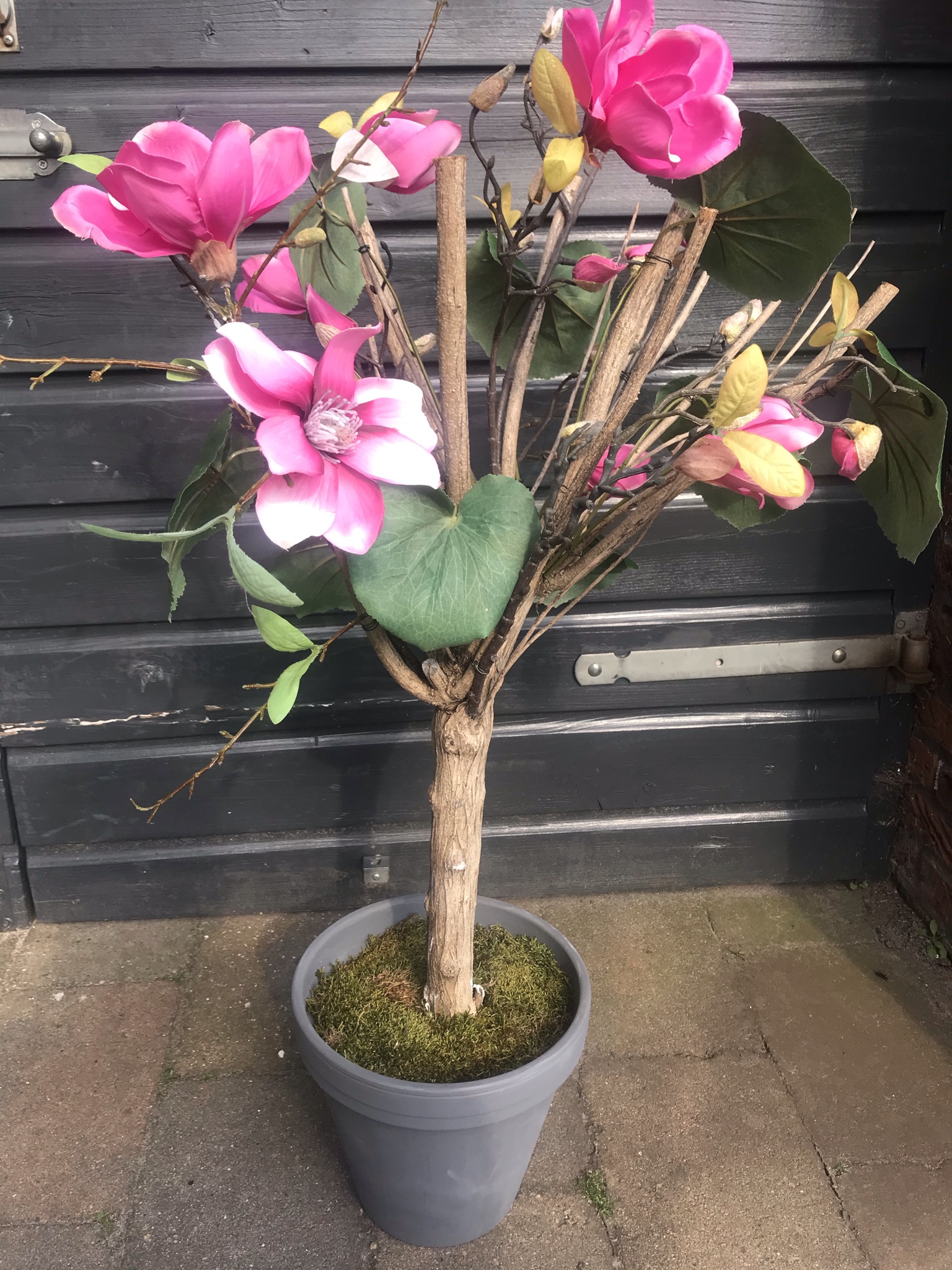 Magnoliaboom in pot