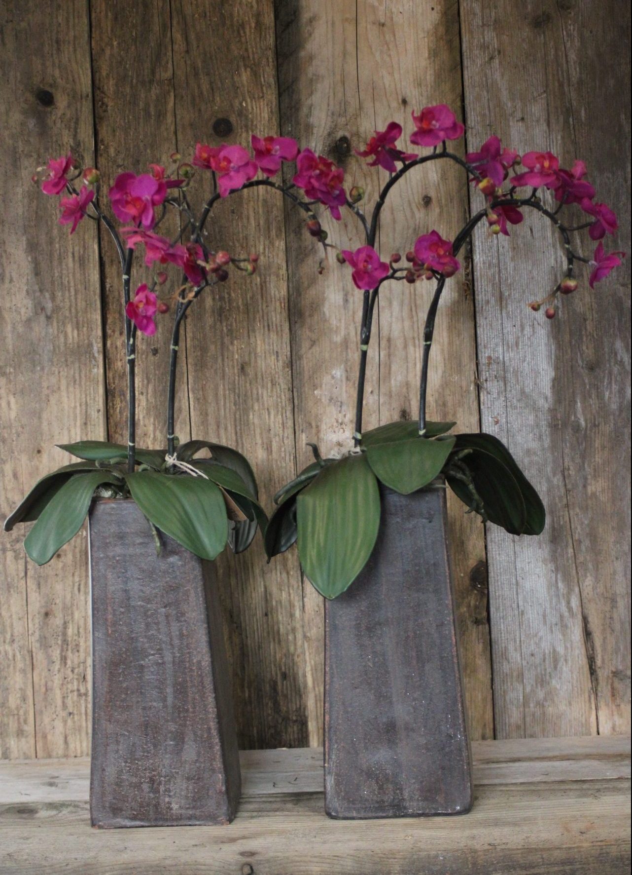 Orchideeën in potten